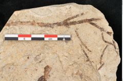 Foto (Detailansicht) von Glyptostrobus europaeus Brongniart (NHMW-GEO-2024-0188-6361)